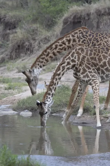 Framed Print : Two Masai giraffe (Giraffa camelopardalis tippelskirchi) drinking, Masai Mara National Reserve Framed Print : Two Masai giraffe (Giraffa camelopardalis tippelskirchi) drinking, Masai Mara National Reserve