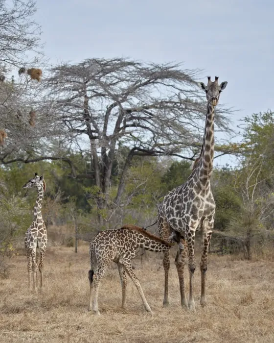 Framed Print : Masai giraffe (Giraffa camelopardalis tippelskirchi) nursing, Selous Game Reserve Framed Print : Masai giraffe (Giraffa camelopardalis tippelskirchi) nursing, Selous Game Reserve