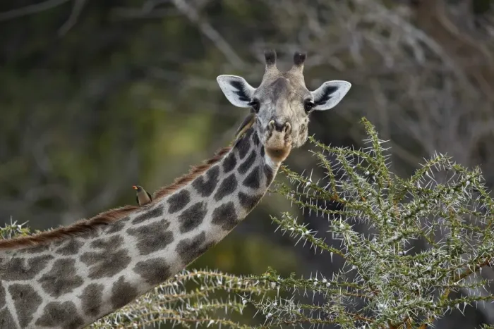 Framed Print : Masai giraffe (Giraffa camelopardalis tippelskirchi) with a red-billed oxpecker Framed Print : Masai giraffe (Giraffa camelopardalis tippelskirchi) with a red-billed oxpecker