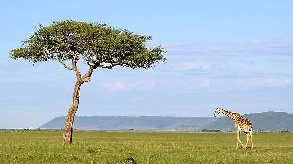 Masai Giraffe (Giraffa tippelskirchi), Maasai Mara, Mara North, Kenya, East Africa, Africa