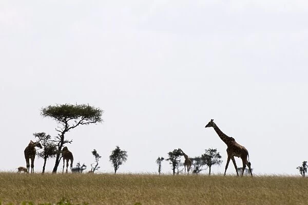 Masai graffe (Giraffa camelopardalis), Masai Mara National Reserve, Kenya, East Africa, Africa