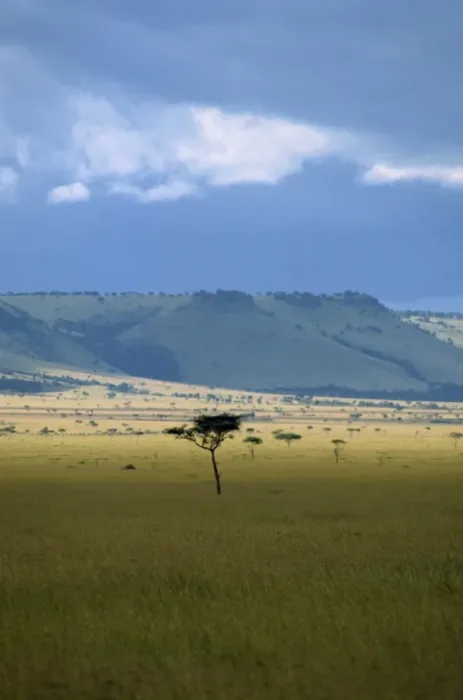 Framed Print : Masai Mara National Reserve Framed Print : Masai Mara National Reserve