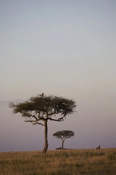 Masai Mara National Reserve, Kenya, East Africa, Africa