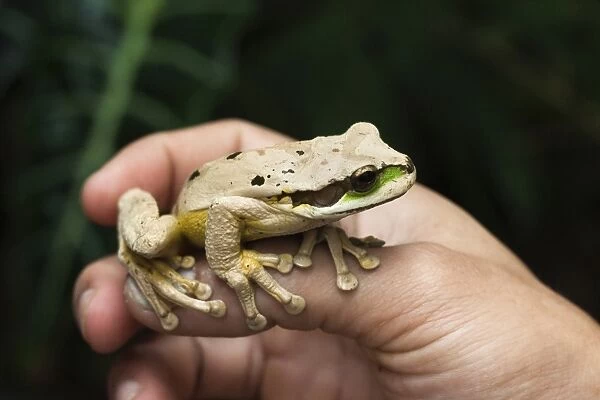 Masked tree frog (Smilisca phaeota), one of 133 species in the country, Arenal, Alajuela Province, Costa Rica, Central America