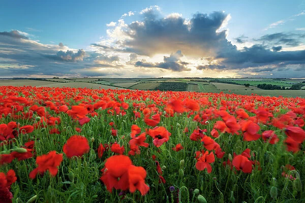 Mass of red poppies growing in field in Lambourn Valley at sunset, East Garston