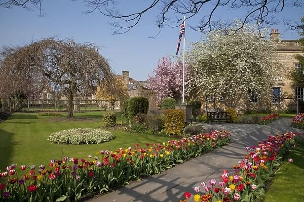 Masses of colourful spring tulips in the Bath Gardens, Bakewell, Derbyshire