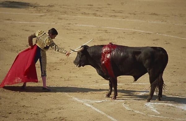 Matador with red cape and wounded bull bleeding during a bullfight in Arles