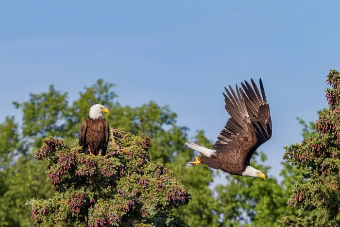 Framed Print : Mated bald eagle (Haliaeetus leucocephalus) pair on nest near the Brooks River, Katmai National Park, Alaska, United States of America Framed Print : Mated bald eagle (Haliaeetus leucocephalus) pair on nest near the Brooks River, Katmai National Park, Alaska, United States of America