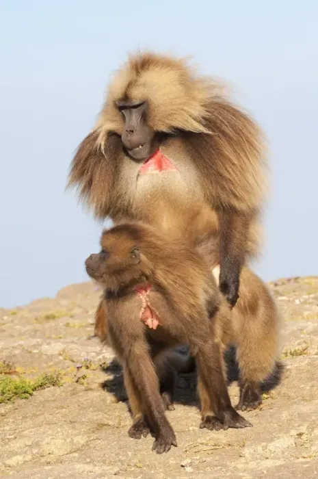 Framed Print : Mating Gelada baboons (Theropithecus Gelada), Simien Mountains National Park, Amhara region, North Ethiopia, Africa Framed Print : Mating Gelada baboons (Theropithecus Gelada), Simien Mountains National Park, Amhara region, North Ethiopia, Africa