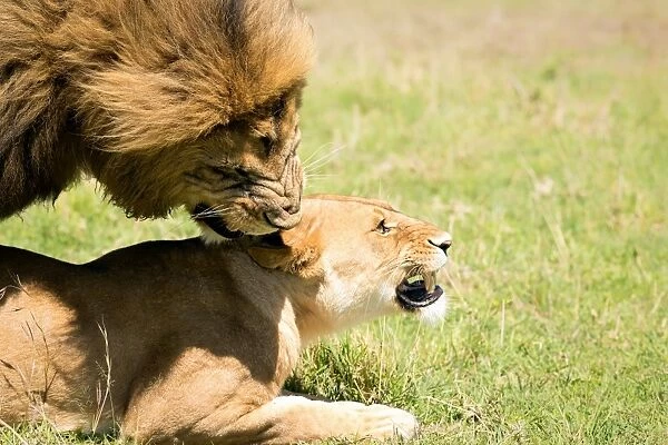 Mating Lions, Masai Mara, Kenya, East Africa, Africa