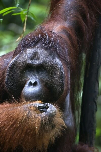 Mature male orangutan at Semenggoh Orangutan Rehabilitation Centre, 740 hectares of primary forest near Kuching in Sarawak, Borneo, Malaysia, Southeast Asia, Asia