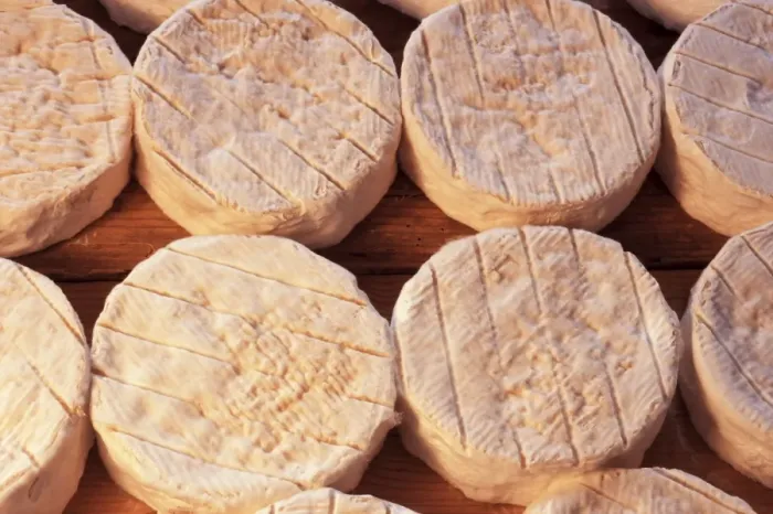 Framed Print : Maturing Camembert cheese, Normandy, France, Europe Framed Print : Maturing Camembert cheese, Normandy, France, Europe