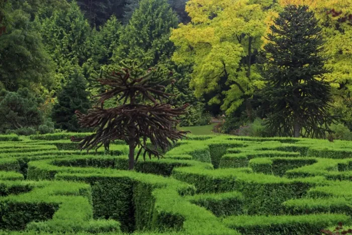 Framed Print : Maze, VanDusen Gardens, Vancouver, British Columbia, Canada, North America Framed Print : Maze, VanDusen Gardens, Vancouver, British Columbia, Canada, North America