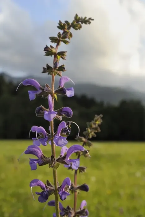 Framed Print : Meadow clary (Salvia pratensis) flowering in traditional hay meadow, Julian Alps, slovenia, slovenian, europe, european Framed Print : Meadow clary (Salvia pratensis) flowering in traditional hay meadow, Julian Alps, slovenia, slovenian, europe, european