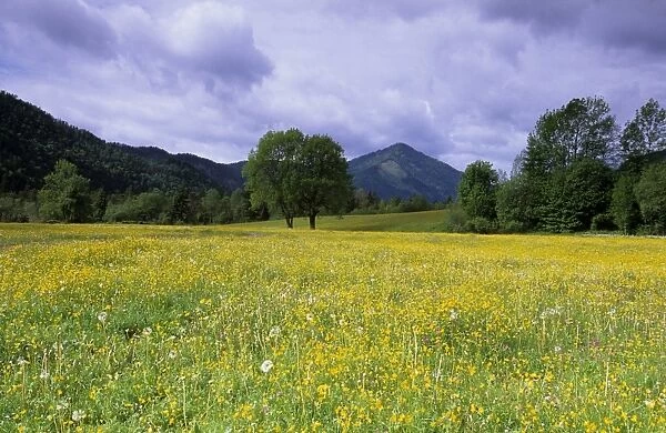 Meadow, Flowers on a meadow