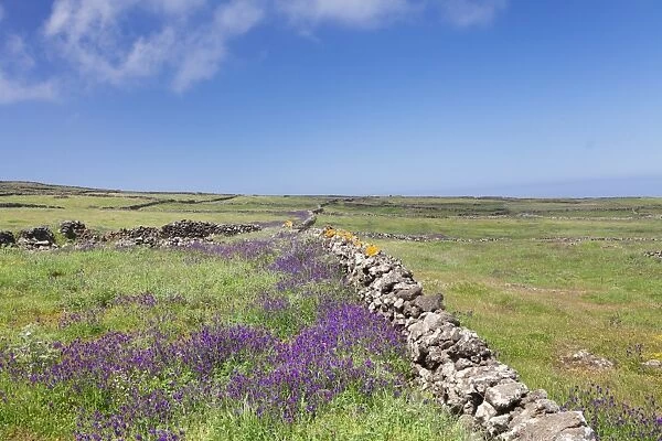 Meadow of flowers and stone wall, UNESCO biosphere reserve, El Hierro, Canary Islands