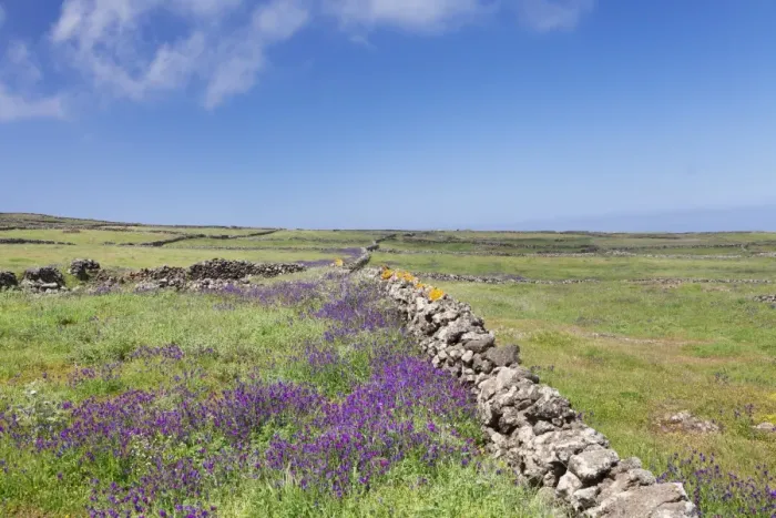 Framed Print : Meadow of flowers and stone wall, UNESCO biosphere reserve, El Hierro, Canary Islands Framed Print : Meadow of flowers and stone wall, UNESCO biosphere reserve, El Hierro, Canary Islands