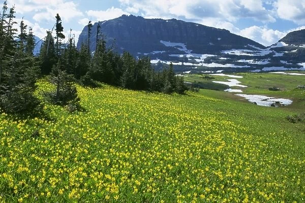 Meadow of glacier lilies