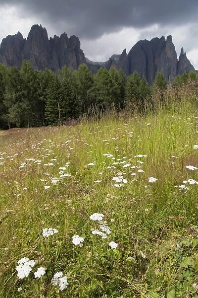 Meadow and the Rosengarten Peaks in the Dolomites near Canazei, Trentino-Alto Adige, Italy, Europe