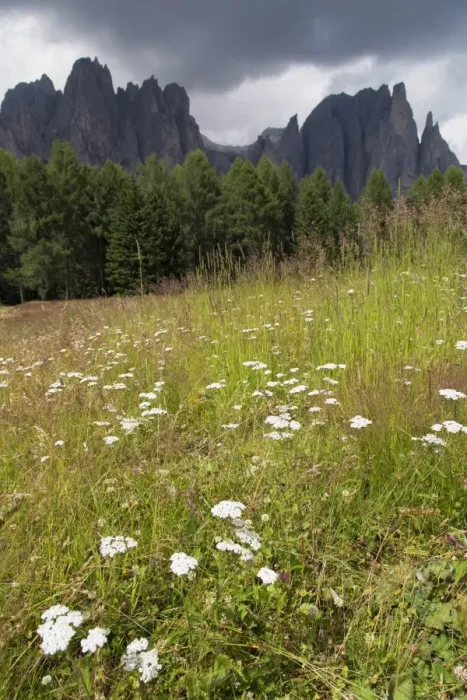 Framed Print : Meadow and the Rosengarten Peaks in the Dolomites near Canazei, Trentino-Alto Adige, Italy, Europe Framed Print : Meadow and the Rosengarten Peaks in the Dolomites near Canazei, Trentino-Alto Adige, Italy, Europe