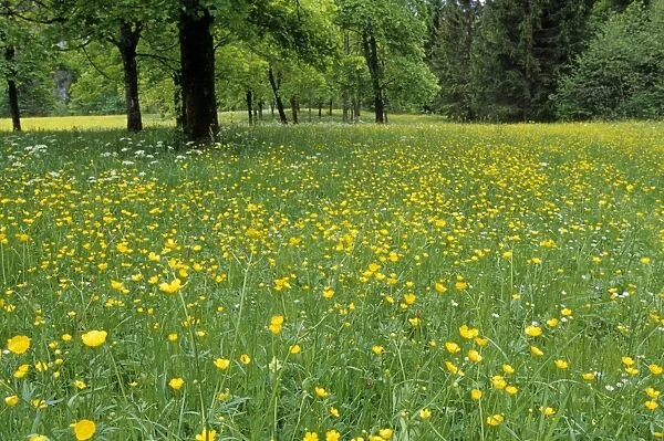 Meadow in spring time
