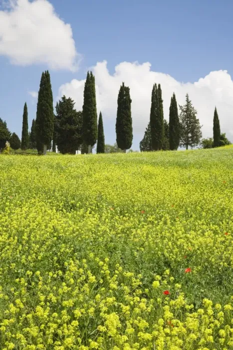 Framed Print : Meadow with wildflowers and cypresses, Orcia Valley (Val d Orcia) near Pienza, Siena Region, Tuscany, Italy, Europe Framed Print : Meadow with wildflowers and cypresses, Orcia Valley (Val d Orcia) near Pienza, Siena Region, Tuscany, Italy, Europe