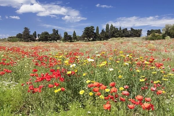 Meadow with wildflowers, near Otranto, Lecce province, Salentine Peninsula, Puglia