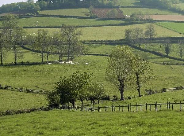 Meadows with Charollais cattle near Cluny, Saone et Loire, Burgundy, France, Europe
