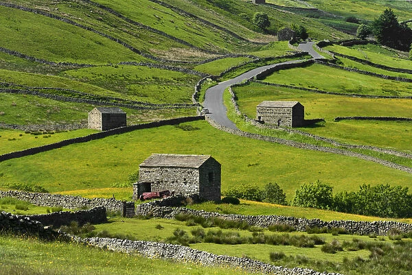 Meadows with field barns, Swaledale, Yorkshire Dales National Park, North Yorkshire