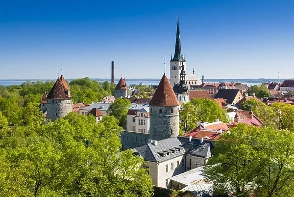 Medieval town walls and spire of St. Olavs church, Toompea hill, UNESCO World Heritage Site, Estonia, Baltic States, Europe