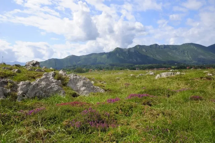 Framed Print : Mediterranean heather (Erica multiflora) flowering with Picos de Europa mountains in the background, Ribadesella, Asturias, Spain, Europe Framed Print : Mediterranean heather (Erica multiflora) flowering with Picos de Europa mountains in the background, Ribadesella, Asturias, Spain, Europe