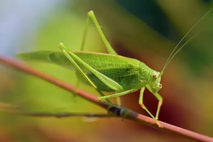 Framed Print : Mediterranean Katydid (Phaneroptera nana), France, Europe Framed Print : Mediterranean Katydid (Phaneroptera nana), France, Europe