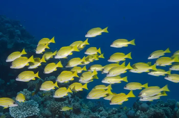 Framed Print : Medium shoal or school of blue striped snapper (Lutjanus kasmira), Naama Bay, off Sharm el-Sheikh, Sinai, Red Sea, Egypt, North Africa, Africa