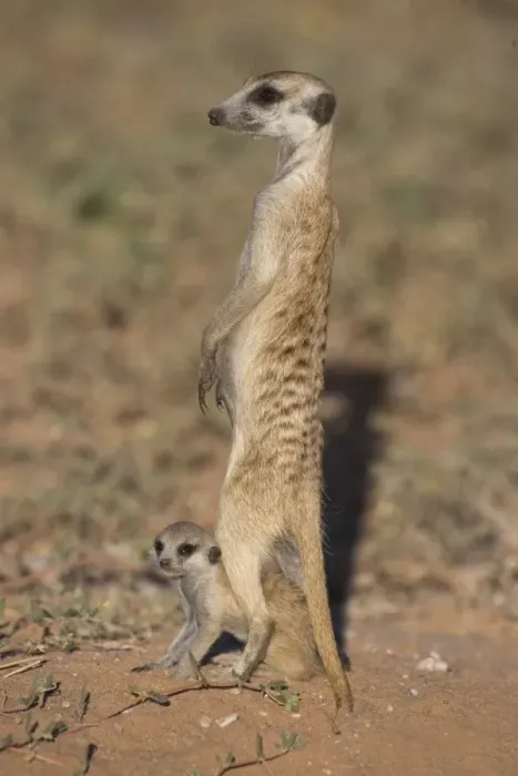 Framed Print : Meerka (Suricata suricatta) with young Framed Print : Meerka (Suricata suricatta) with young