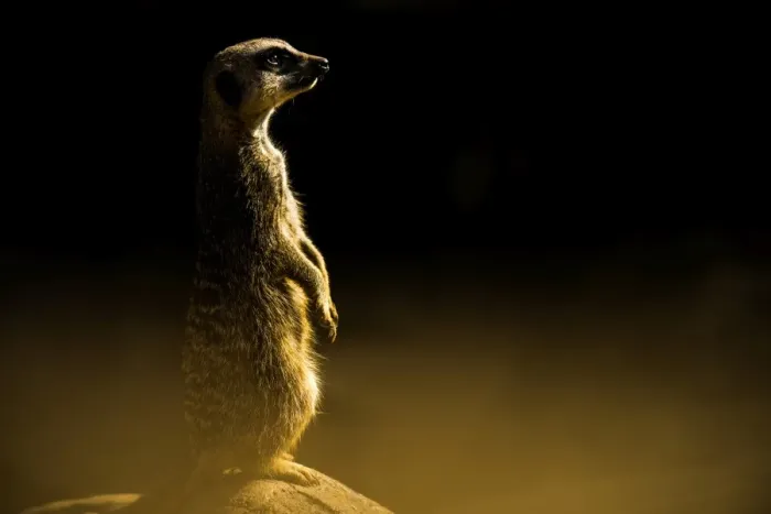 Framed Print : Meerkat (Suricata suricatta), in captivity, United Kingdom, Europe Framed Print : Meerkat (Suricata suricatta), in captivity, United Kingdom, Europe
