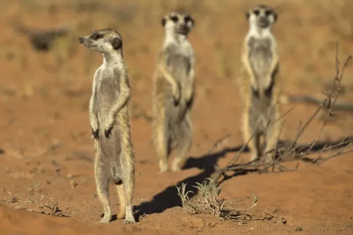 Framed Print : Meerkat (Suricata suricatta), Kgalagadi Transfrontier Park, Northern Cape, South Africa, Africa Framed Print : Meerkat (Suricata suricatta), Kgalagadi Transfrontier Park, Northern Cape, South Africa, Africa