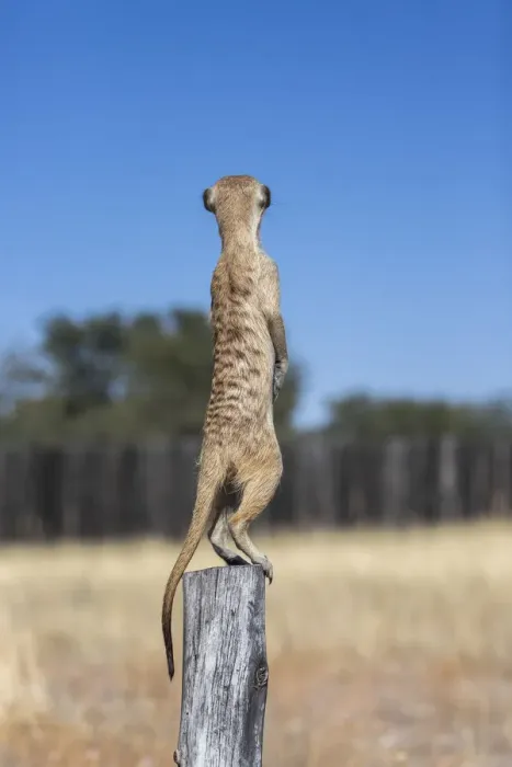 Framed Print : Meerkat (Suricata suricatta) sentry, Kgalagadi Transfrontier Park, Northern Cape Framed Print : Meerkat (Suricata suricatta) sentry, Kgalagadi Transfrontier Park, Northern Cape