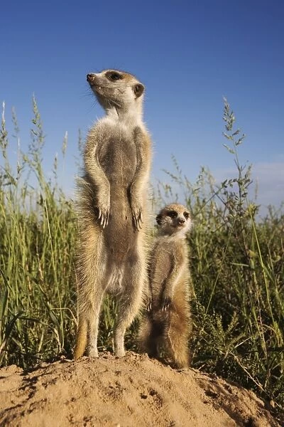 Meerkat (Suricata suricatta) with young, Kalahari Meerkat Project, Van Zylsrus