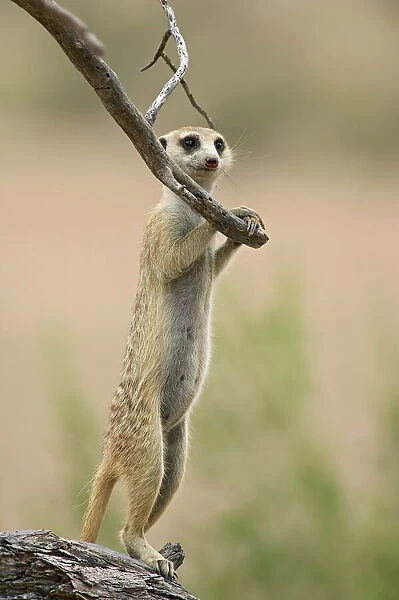 Meerkat or suricate (Suricata suricatta) standing guard duty