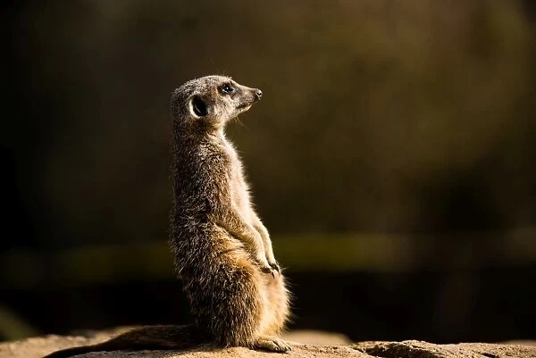 Meerkat (suricate) (Suricata suricatta), United Kingdom, Europe