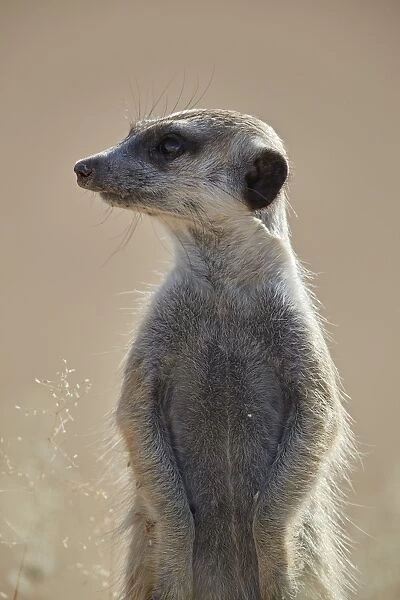 Meerkat (suricate) (Suricata suricatta), Kgalagadi Transfrontier Park, South Africa