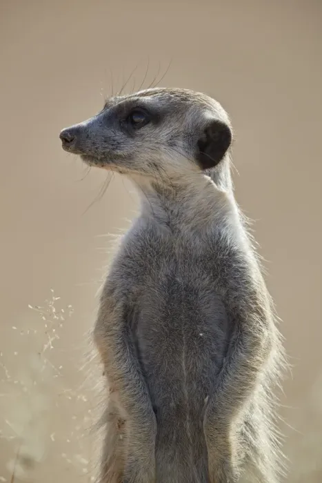 Framed Print : Meerkat (suricate) (Suricata suricatta), Kgalagadi Transfrontier Park, South Africa Framed Print : Meerkat (suricate) (Suricata suricatta), Kgalagadi Transfrontier Park, South Africa