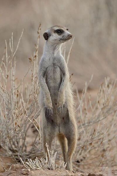 Meerkat (suricate) (Suricata suricatta) standing on its hind legs, Kgalagadi Transfrontier Park