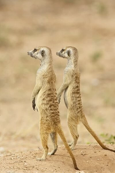 Two meerkat or suricate (Suricata suricatta), Kgalagadi Transfrontier Park