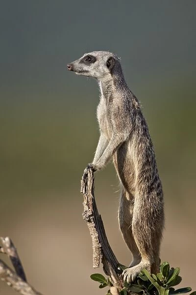 Meerkat (suricate) (Suricata suricatta) on sentry duty, Addo Elephant National Park, South Africa, Africa