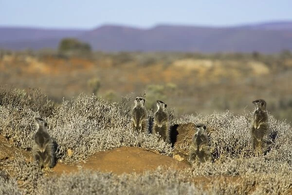 Meerkats, Oudtshoorn, Western Cape, South Africa, Africa