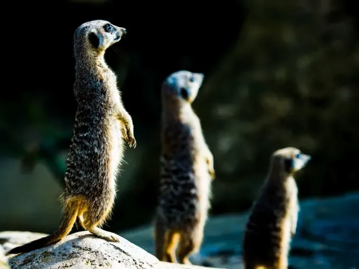 Framed Print : Meerkats (Suricata suricatta) in captivity, United Kingdom, Europe Framed Print : Meerkats (Suricata suricatta) in captivity, United Kingdom, Europe