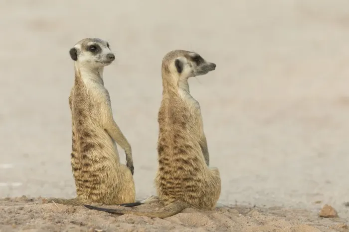 Framed Print : Meerkats (Suricata suricatta), Kgalagadi Transfrontier Park, South Africa, Africa Framed Print : Meerkats (Suricata suricatta), Kgalagadi Transfrontier Park, South Africa, Africa