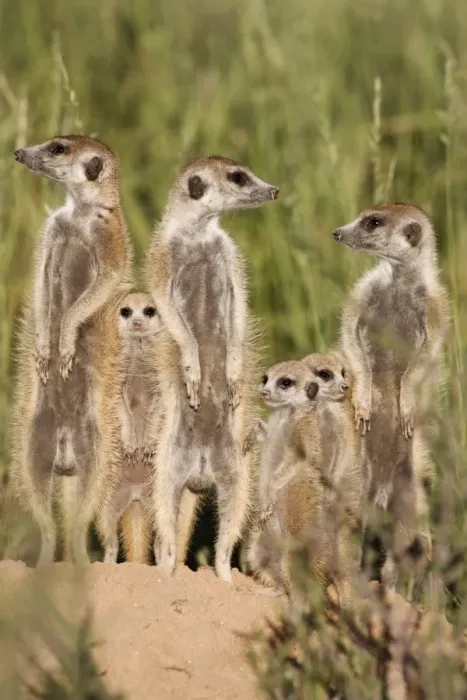 Framed Print : Meerkats (Suricata suricatta) with young, Kalahari Meerkat Project, Van Zylsrus Framed Print : Meerkats (Suricata suricatta) with young, Kalahari Meerkat Project, Van Zylsrus