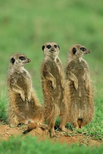 Three meerkats (suricates)